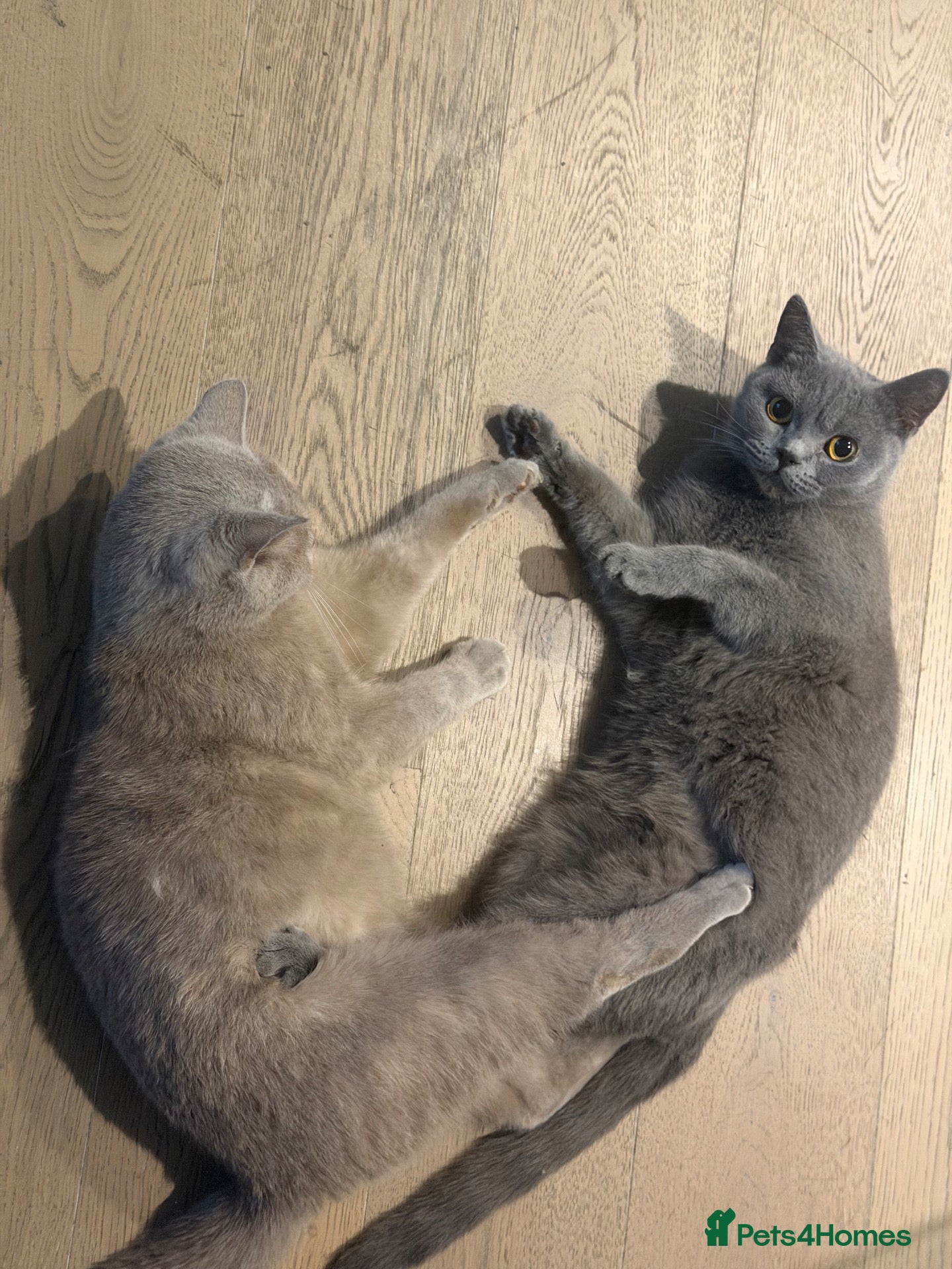 British Shorthair cats Fafa & Lala 2 Female British Shorthairs - Advert 1