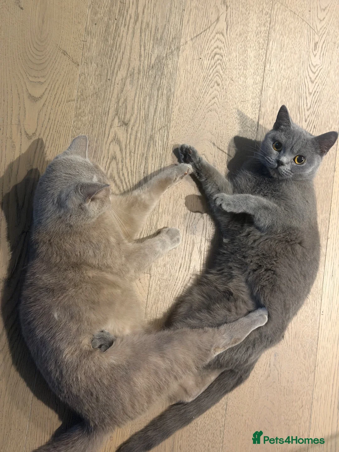British Shorthair cats for sale: Fafa & Lala 2 Female British Shorthairs in London - Advert 1