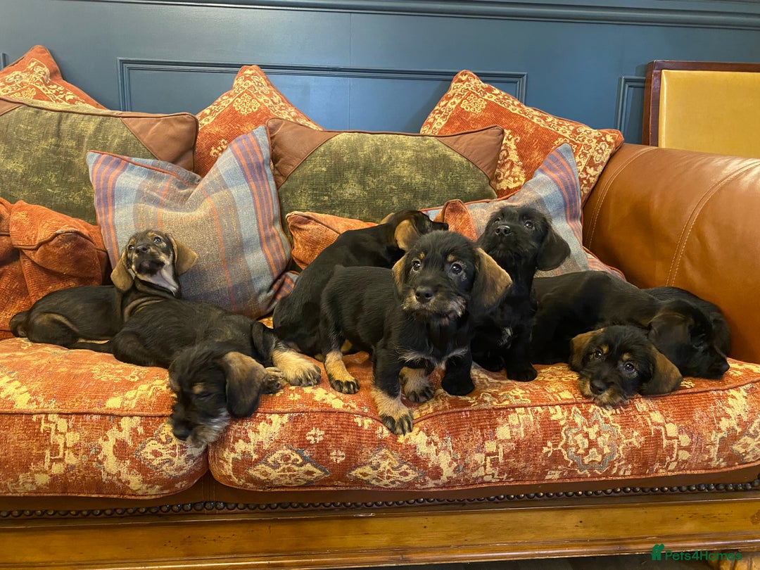 Mixed Breed dogs for sale: For Sale German wire haired pointer  x dashound  - Advert 4