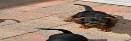 Miniature Dachshund dogs for sale: Home raised miniature wire haired dachshunds in Uttoxeter - Advert 11