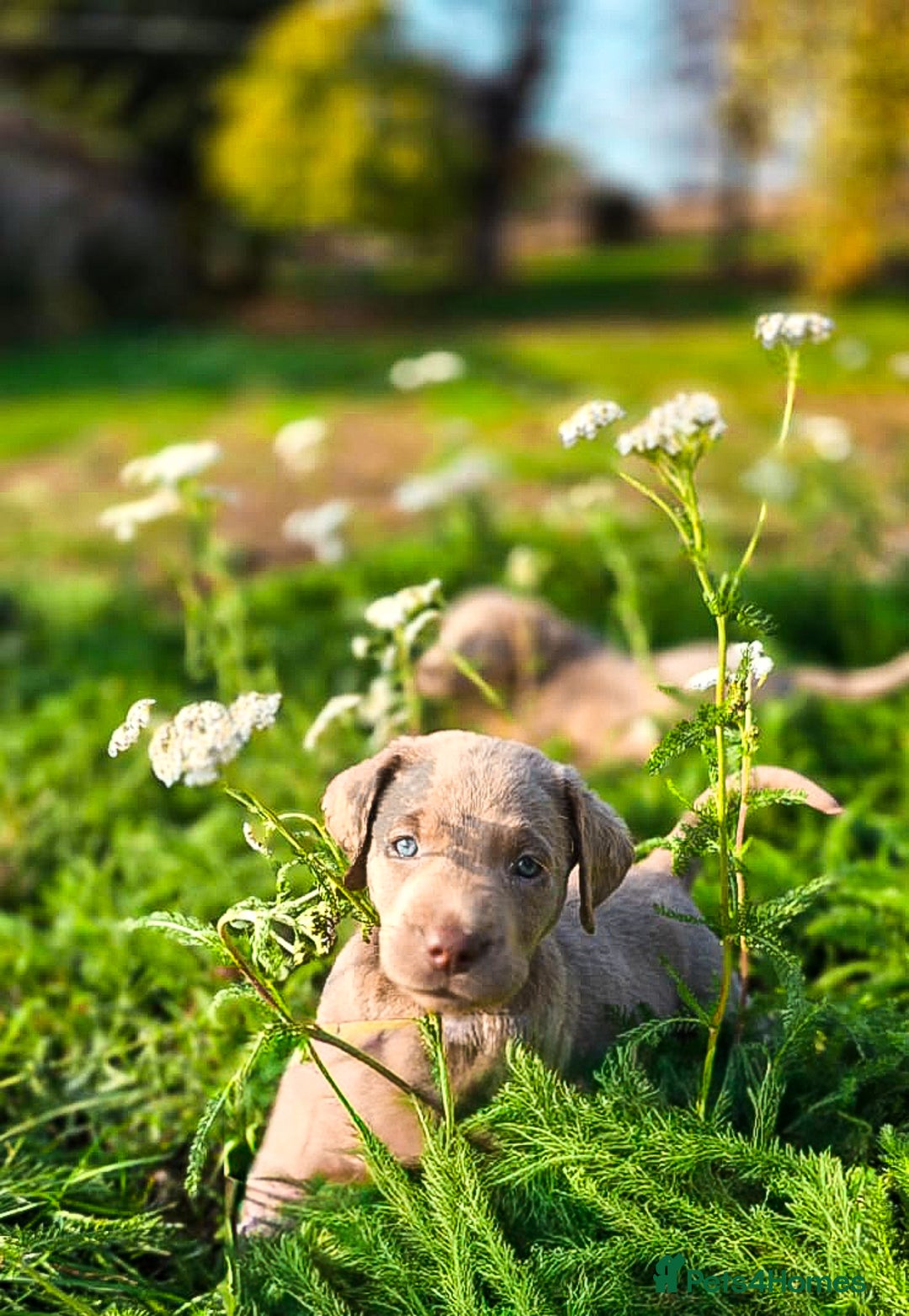 Labrador Retriever dogs for sale: 🐾Meet our adorable silver & charcoal lab pupps🐾  - Image 16