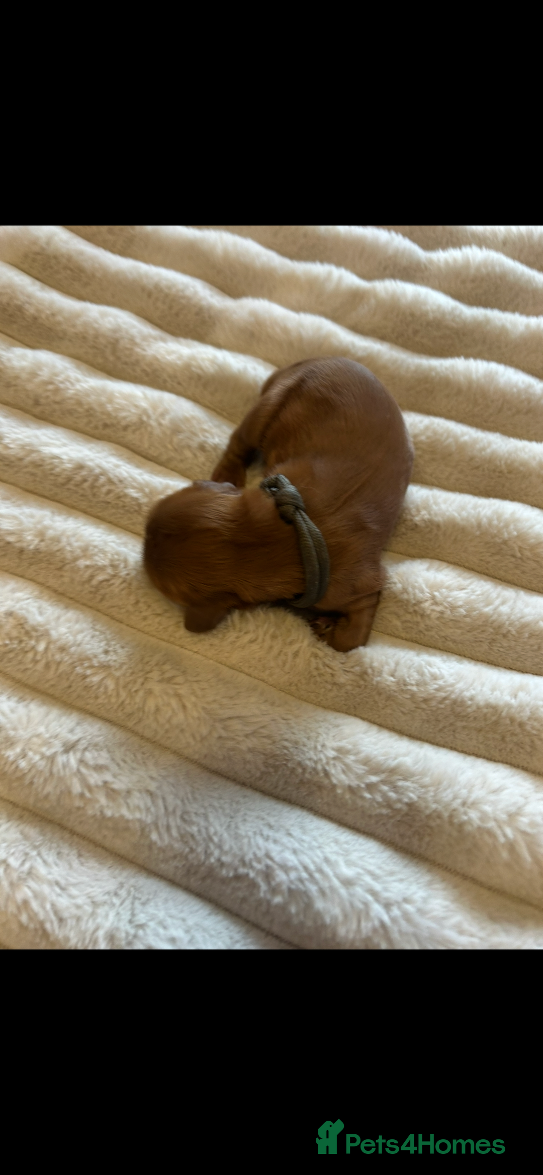 Cavalier King Charles Spaniel dogs for sale: KC CAVALIER KING CHARLES  - Image 5