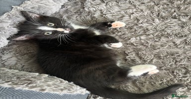 Mixed Breed cats Beautiful Black and White Kittens - Advert 8