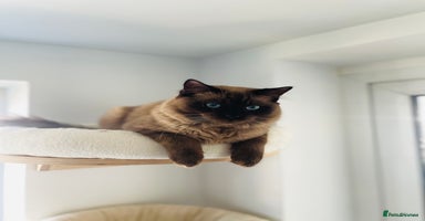 Ragdoll cats - Advert 13