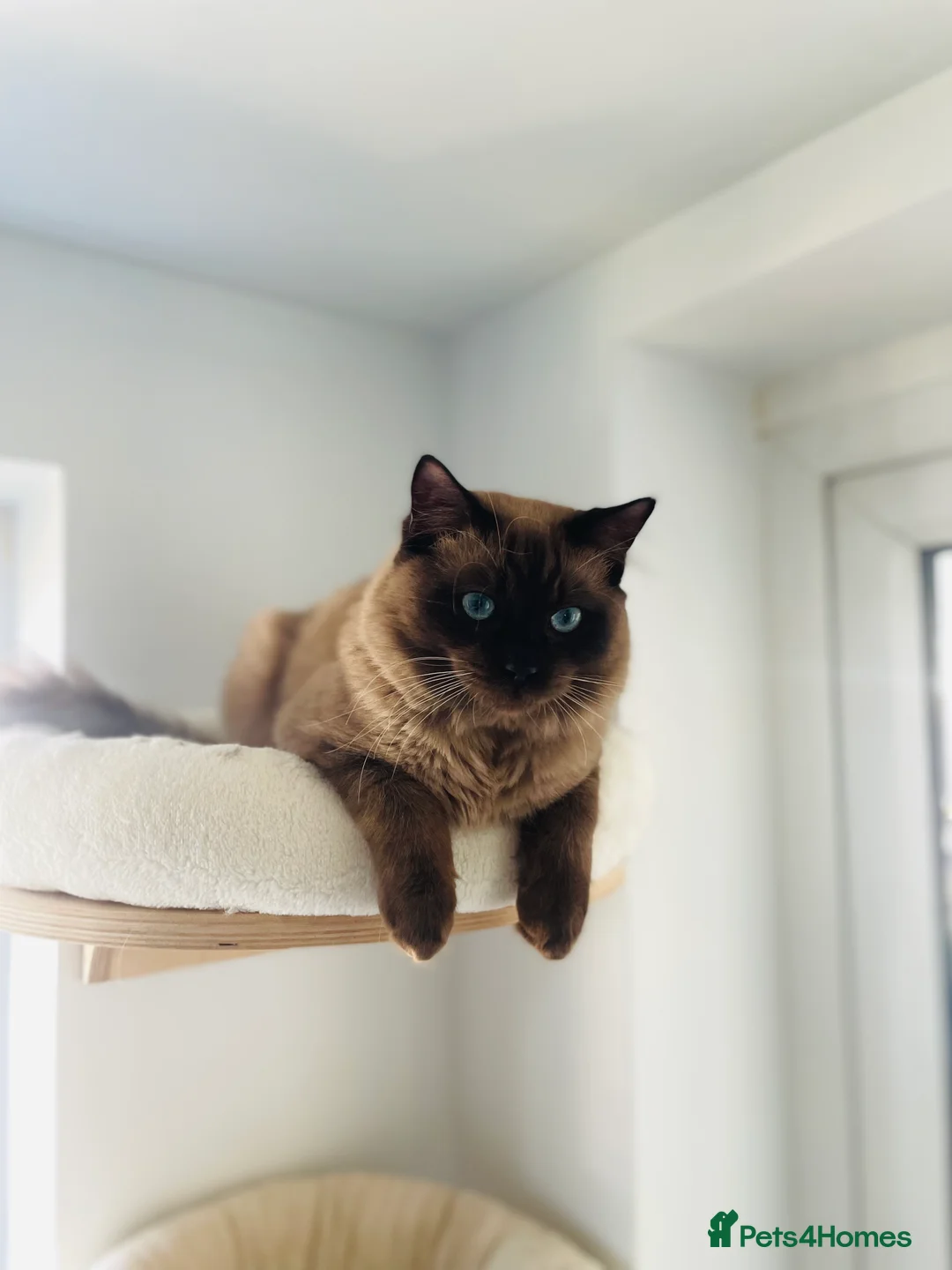 Ragdoll cats for stud: TICA registered seal mink stud - Advert 7