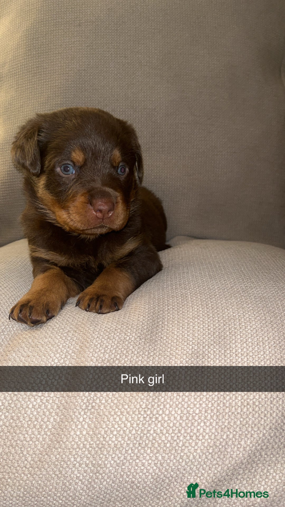 Rottweiler dogs for sale: Black & tan and red Rottweiler puppies - Advert 3