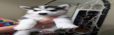 Siberian Husky Puppy 8