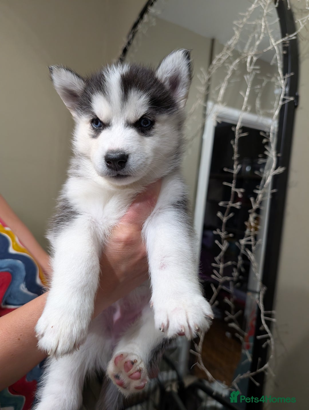 Siberian Husky dogs for sale: Stunning Siberian husky puppies - Image 22