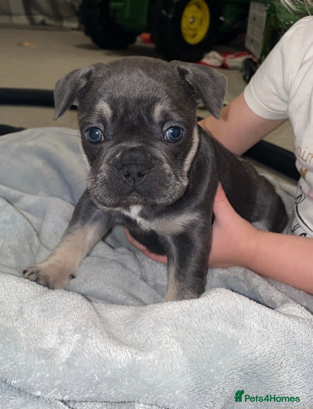 French Bulldog dogs for sale: 2 beautiful french bulldog girls - Advert 2