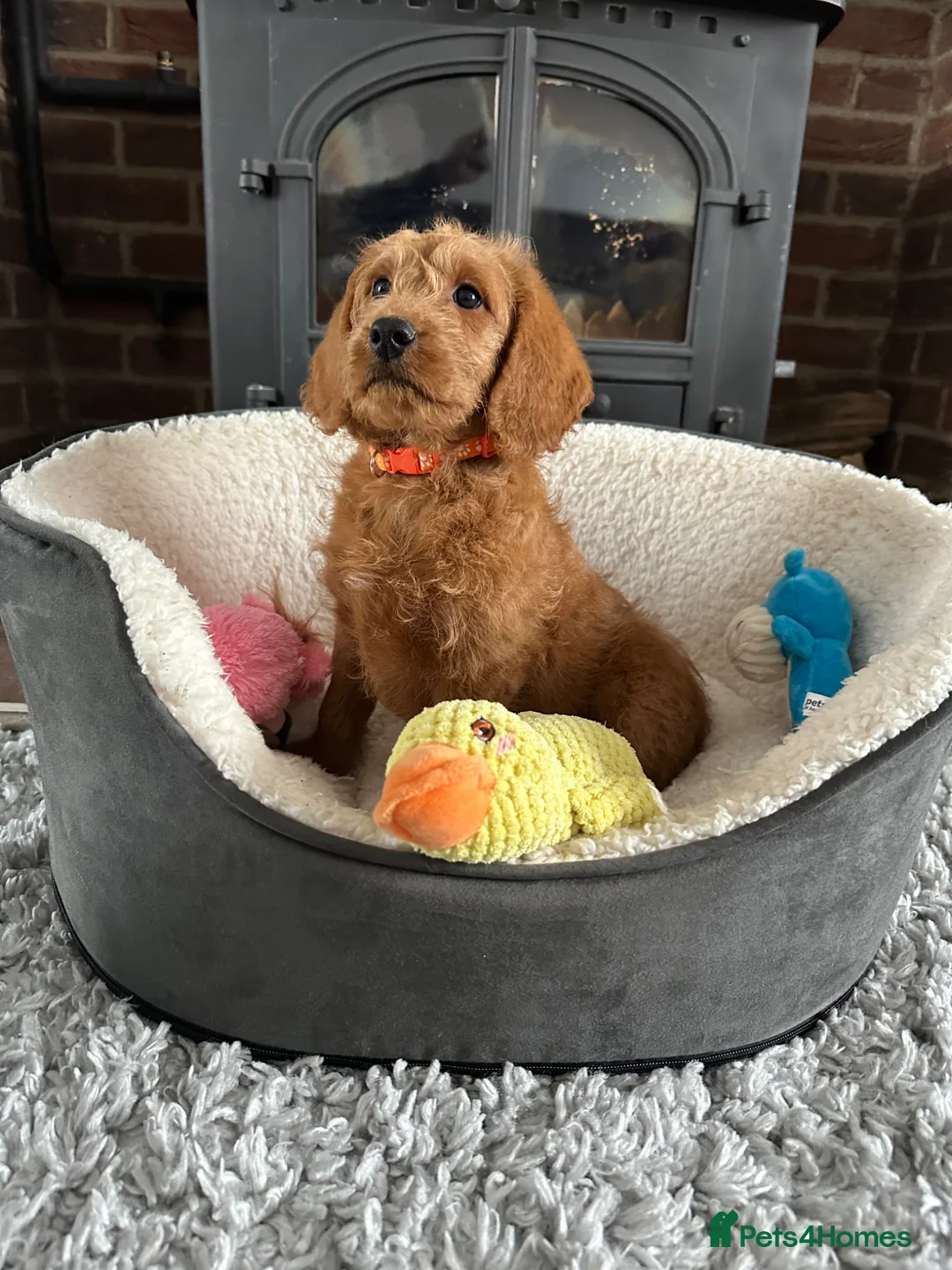 Labradoodle dogs for sale: ⭐️Fully Health Tested F1 Miniature Labradoodles⭐️  - Advert 1
