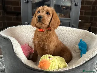 Labradoodle dogs ⭐️Fully Health Tested F1 Miniature Labradoodles⭐️ - Advert 9