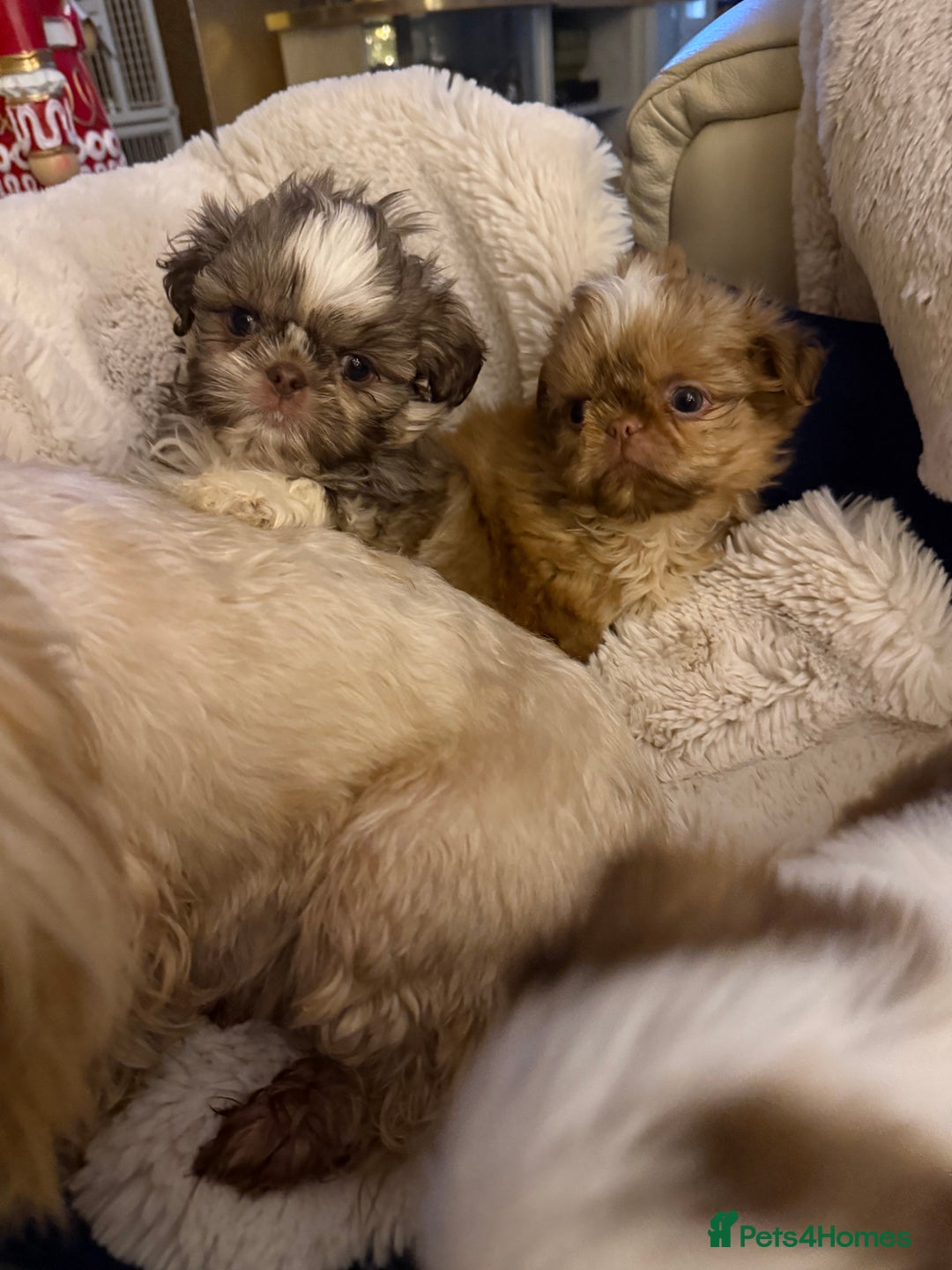 Shih Tzu dogs for sale: IMRERIAL SHIHTZU PUPPIES - Advert 31