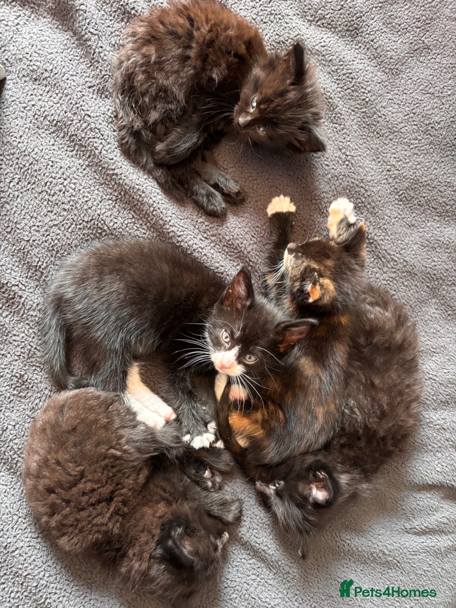 Mixed Breed cats Beautiful Fluffy Kittens - Advert 1