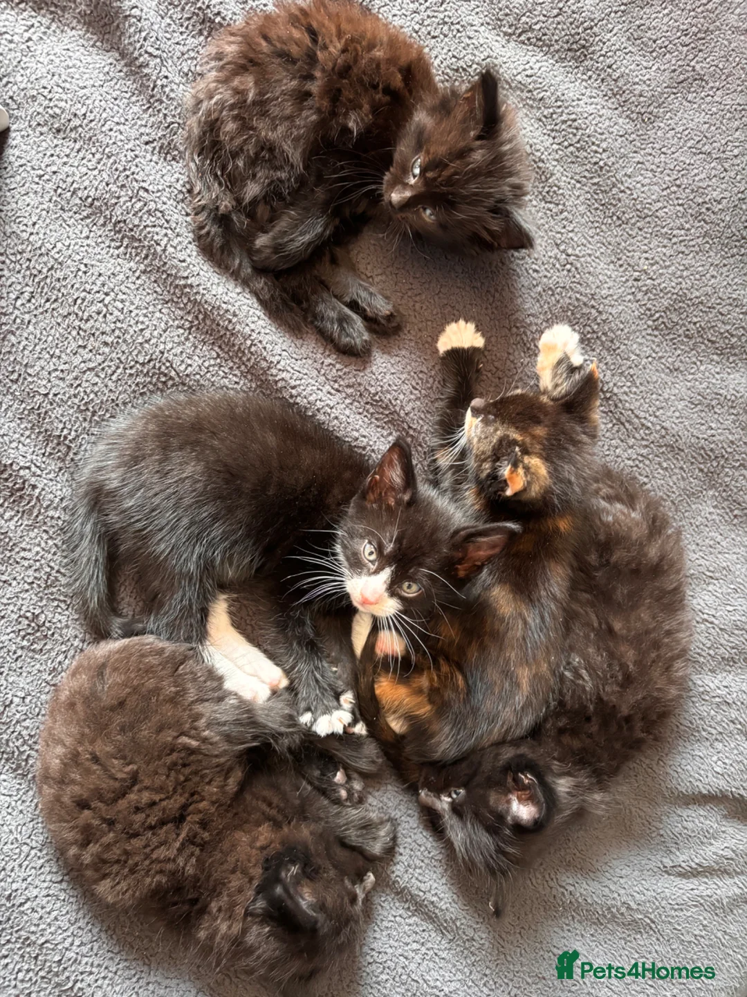 Mixed Breed cats for sale: Beautiful Fluffy Kittens - Advert 1