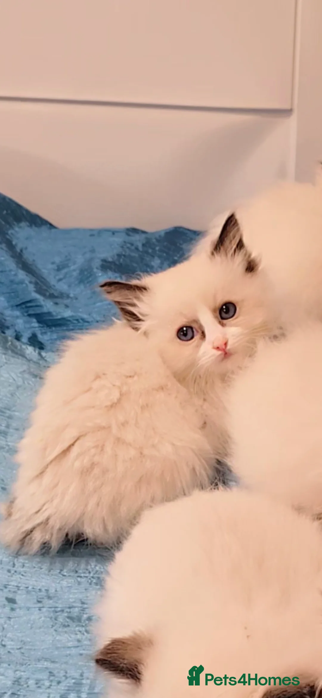 Ragdoll cats for sale: TICA REGISTERED KITTENS/Active - Advert 16