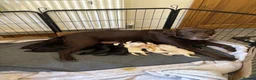 Sheprador dogs for sale: 10 Chunky Sheprador  in Llangadog - Advert 16