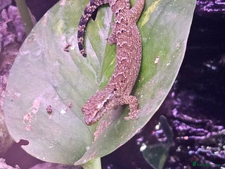 Gecko reptiles - Advert 24
