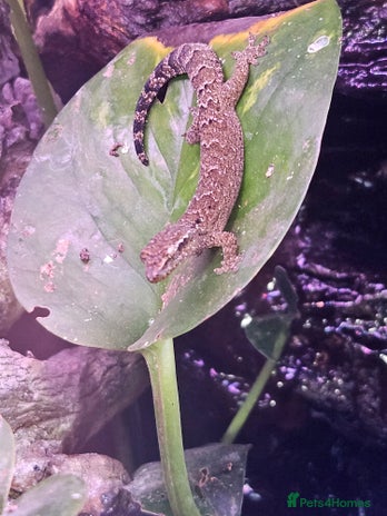 Gecko reptiles - Advert 17