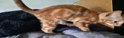 Mixed Breed cats for sale: Pumpkin, cute tabby ginger girl - Advert 5