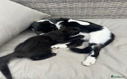Mixed Breed cats for sale: Mixed breed kittens  - Image 3