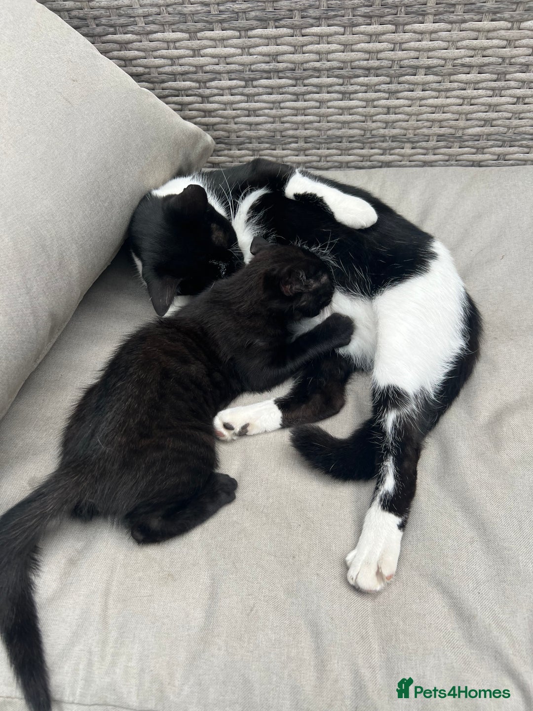 Mixed Breed cats for sale: Mixed breed kittens  - Image 3