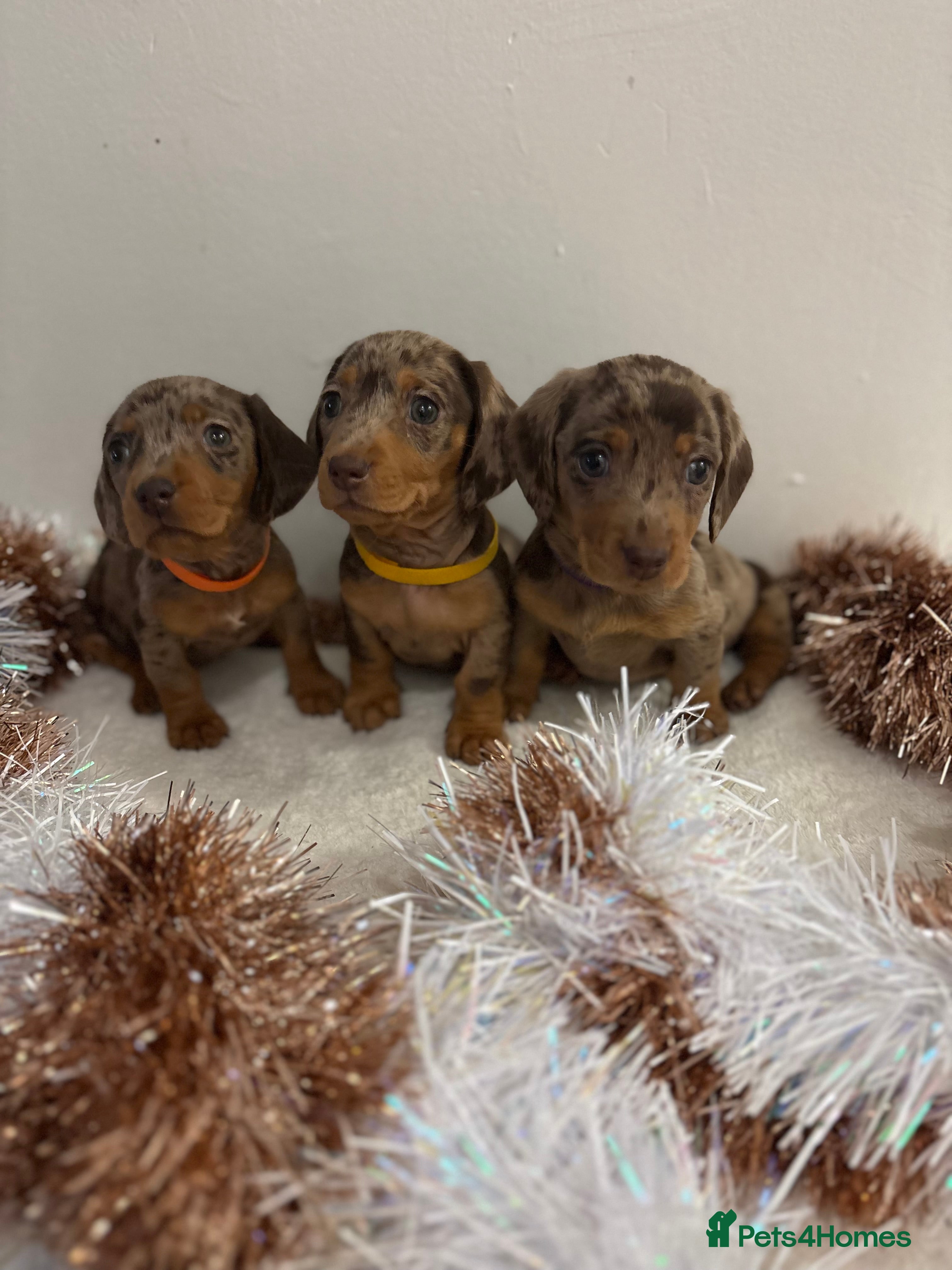 Miniature Dachshund dogs Miniature Dachshund Pups - *ONLY GIRLS LEFT* - Advert 15