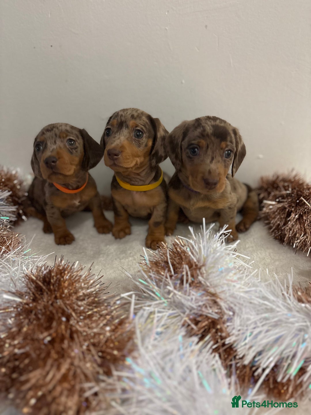 Miniature Dachshund dogs for sale: Miniature Dachshund Pups  - Advert 4