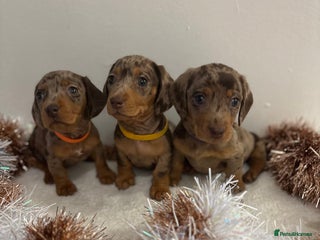 Miniature Dachshund dogs Miniature Dachshund Pups - *ONLY GIRLS LEFT* - Advert 6