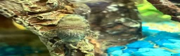 Plecos fish for sale: 65 baby pleco  in Preston - Advert 6