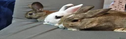 Mixed Breed rabbits for sale: Three Friendly Mixed-Dwarf Kits - Advert 6