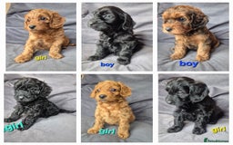 Cockapoo dogs for sale: F1b Cockapoo - ready this weekend - Image 1