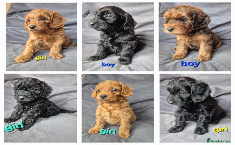 Cockapoo dogs - Advert 6