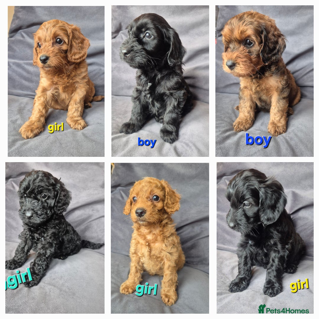 Cockapoo dogs for sale: F1b Cockapoo - ready this weekend - Image 1