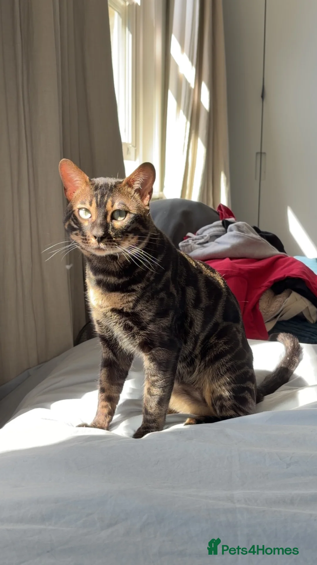 Bengal cats for sale: Charcoal Bengal Cat Male  in London - Advert 2