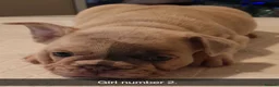 French Bulldog dogs for sale: Beautiful Frenchies  - Advert 12