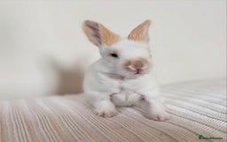 Angora rabbits for sale: Fully Vaccinated Pedigree English Angoras  - Image 19