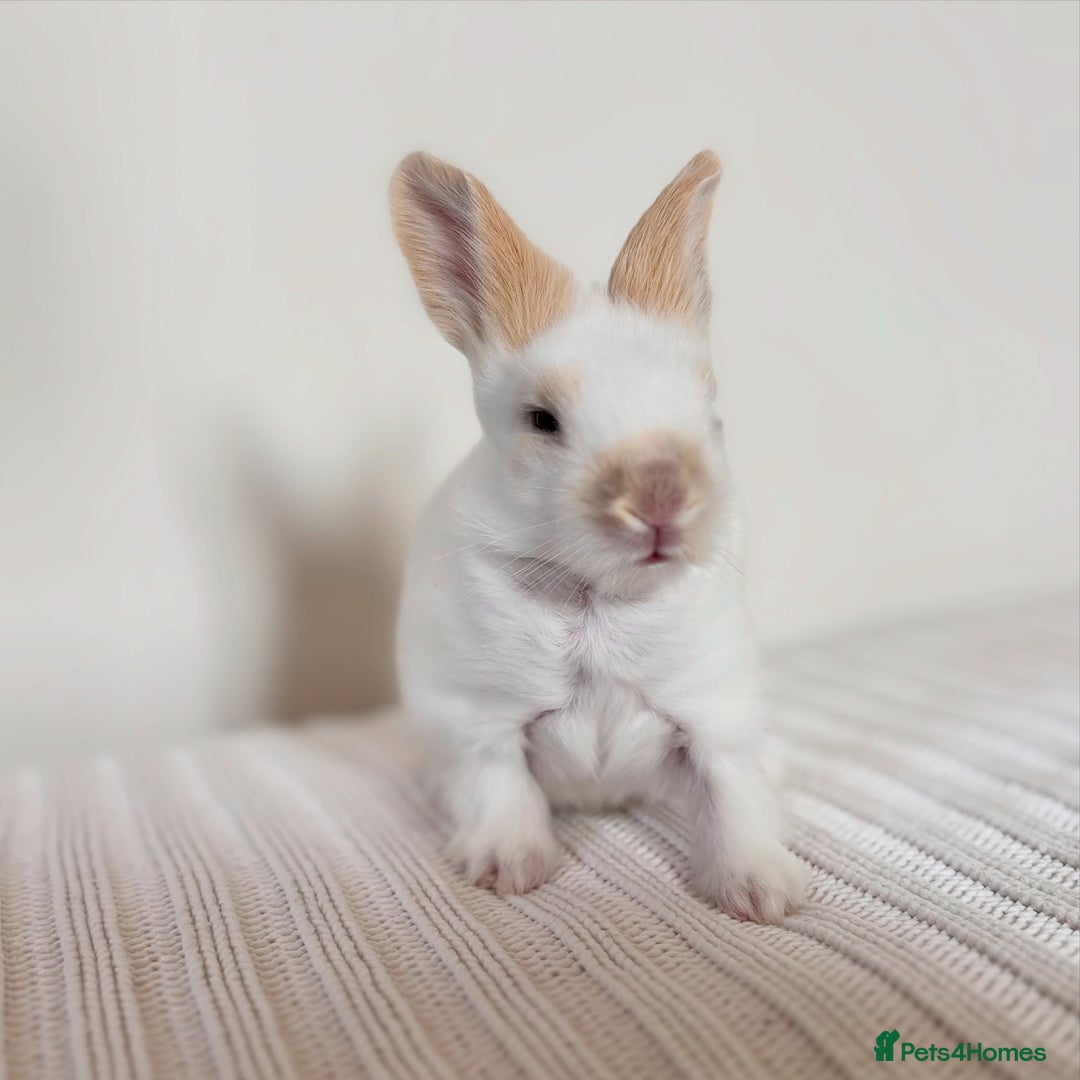 Angora rabbits for sale: Fully Vaccinated Pedigree English Angoras  - Image 19