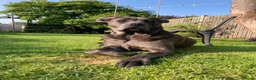 Cane Corso dogs for sale: Cane Corso Puppies  - Advert 1