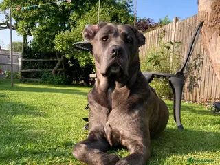 Cane Corso dogs Grey Cane Corso Puppies - Advert 1