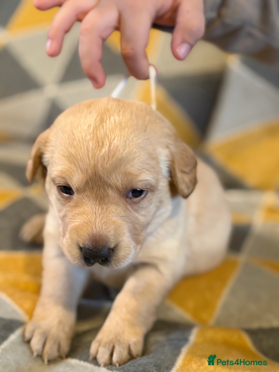 Labrador Retriever dogs for sale: Labrador puppies  - Advert 6