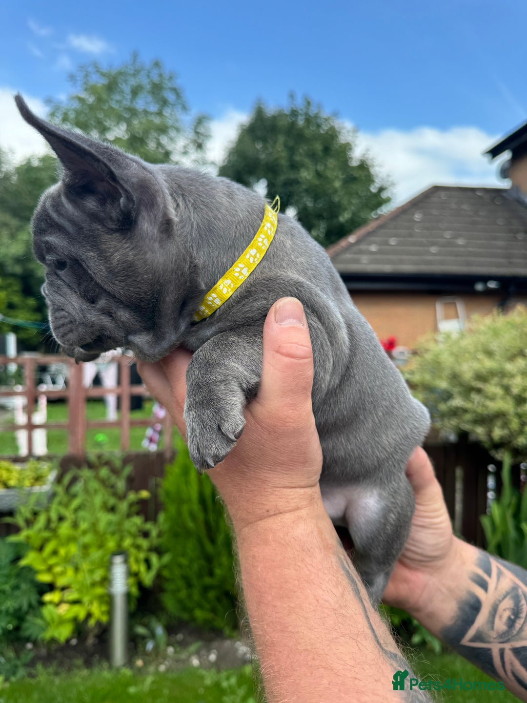 French Bulldog dogs for sale: 2 left Ready for FOREVER Home🏡French Bulldog 🐶🐾 in Preston - Image 11
