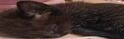 Mixed Breed cats for sale: 4 black kittens in Chichester - Advert 4
