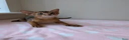 Abyssinian cats for sale: 🩵🩵Boy🩵🩵 show class kitten 🐾 - Advert 2