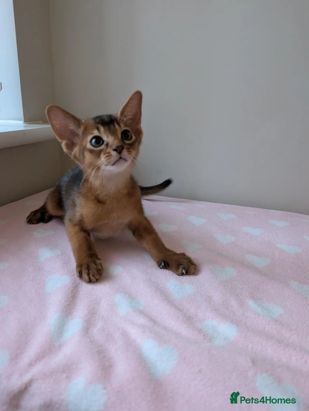 Abyssinian cats for sale: 🩵🩵Boy🩵🩵 show class kitten 🐾 - Advert 2