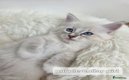 Ragdoll cats for sale: Stunning Ragdolls kittens  - Image 6