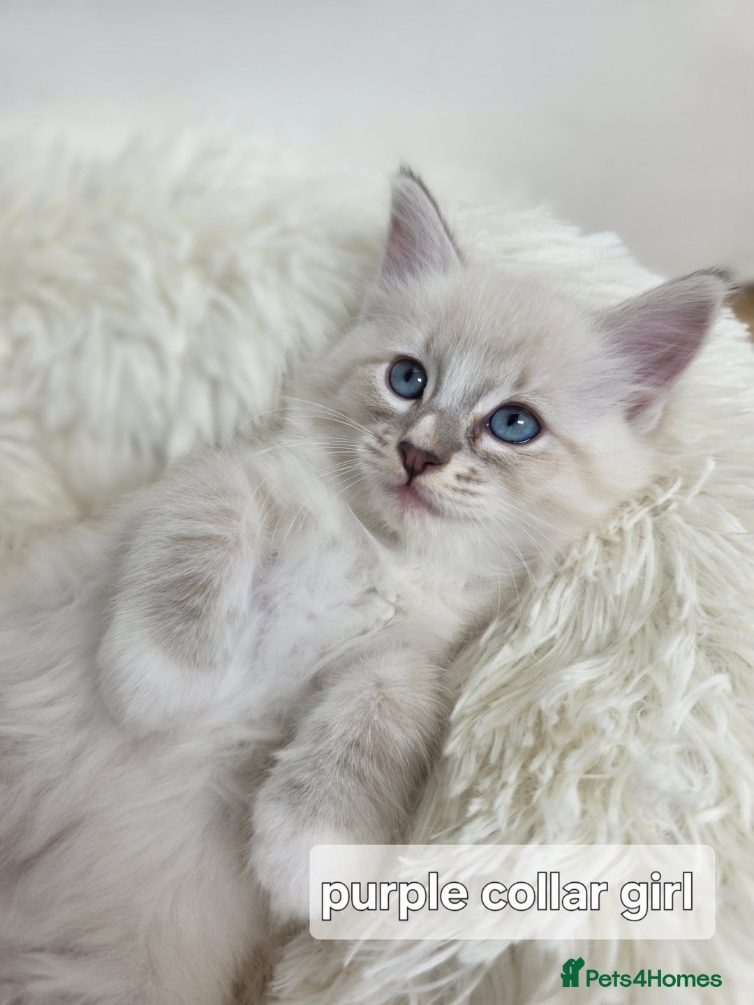 Ragdoll cats for sale: Stunning Ragdolls kittens  - Image 6
