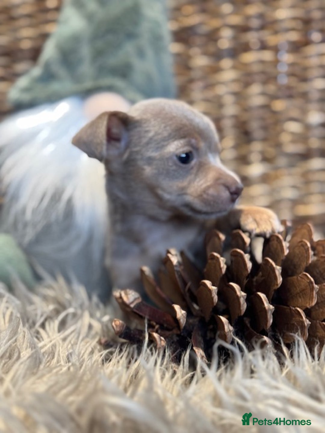 Jack Russell dogs for sale: STUNNING MINIATURE JRT's FOR SALE - Advert 7