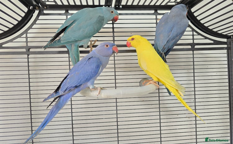 Ringnecks birds - Advert 11
