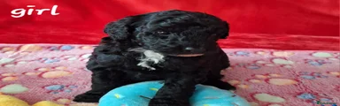 Mixed Breed 2