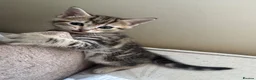 Mixed Breed cats for sale: Adorable kittens 4 tabbies and 2 black  in Harlow - Advert 4